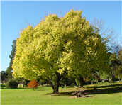 árbol