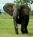 Elefante